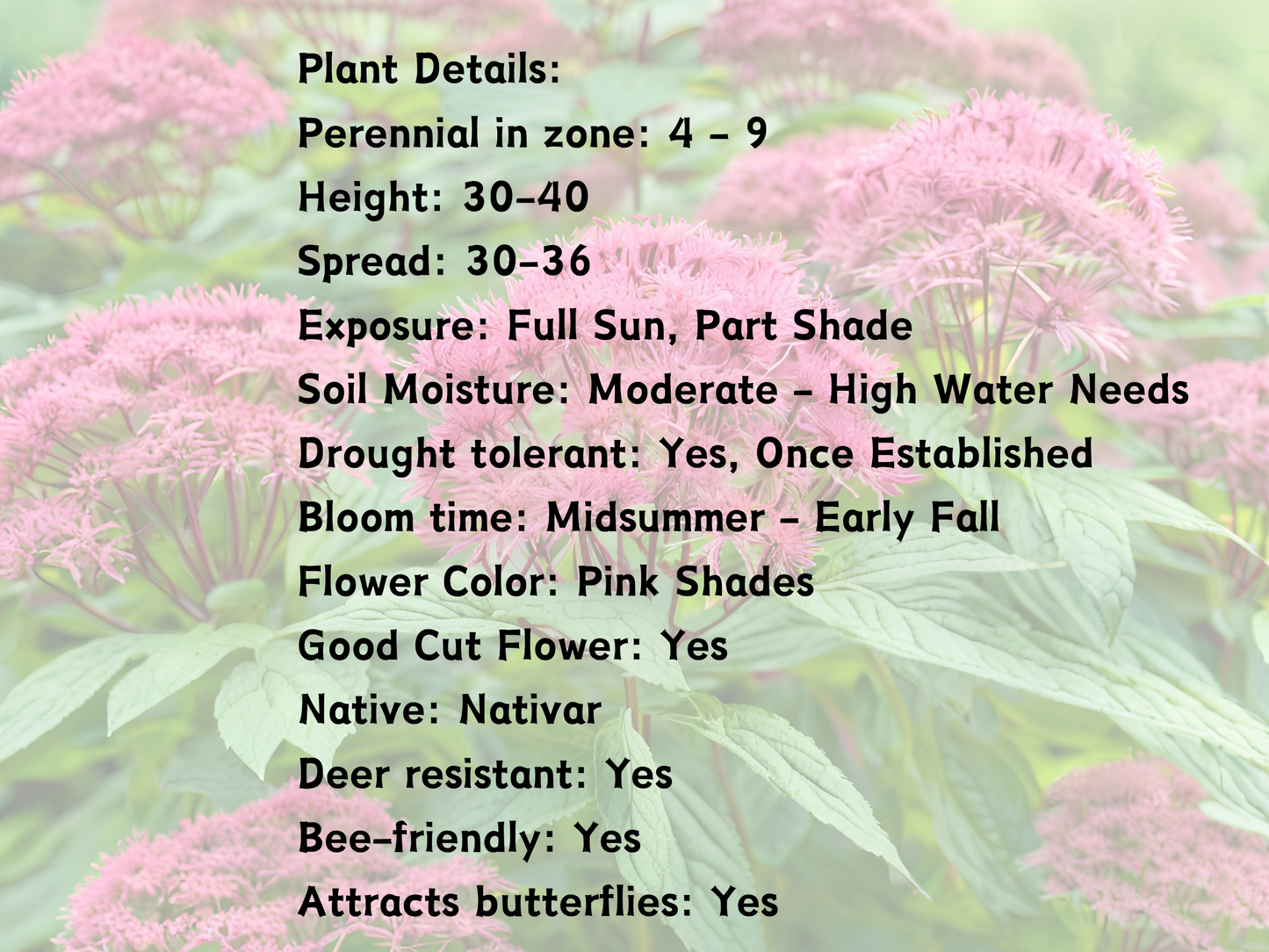 Eupatorium 'Ruby'