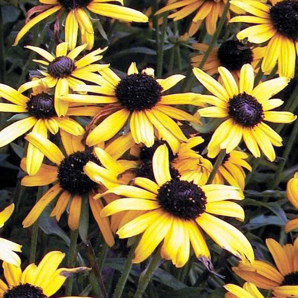 Rudbeckia 'Viette's Little Suzy' need photos