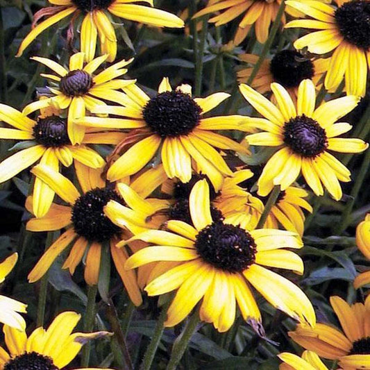 Rudbeckia 'Viette's Little Suzy'