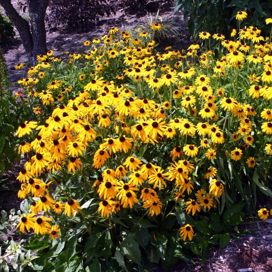 Rudbeckia 'Viette's Little Suzy' need photos