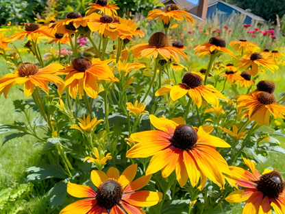 Rudbeckia 'Viette's Little Suzy' need photos