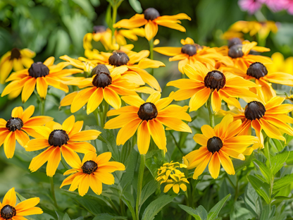 Rudbeckia 'Viette's Little Suzy' need photos