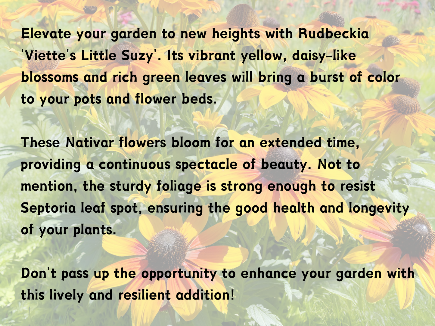 Rudbeckia 'Viette's Little Suzy' need photos