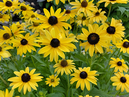 Rudbeckia 'Goldsturm'