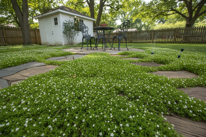 Sagina 'Irish Moss' perennials plants, suburban backyard setting,