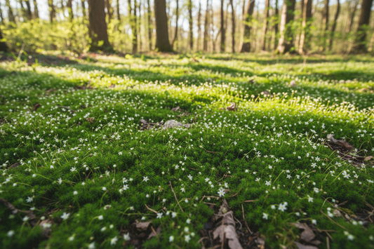 Sagina 'Irish Moss' perennials plants, woodland setting,