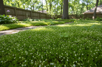 Sagina 'Scotch' Moss perennial plants, woodland suburban setting,