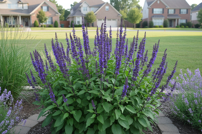 Salvia 'Caradonna' perennial plants, suburban setting,