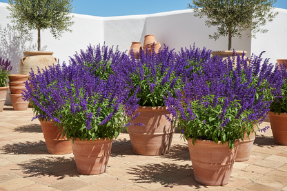 Salvia 'May Night'