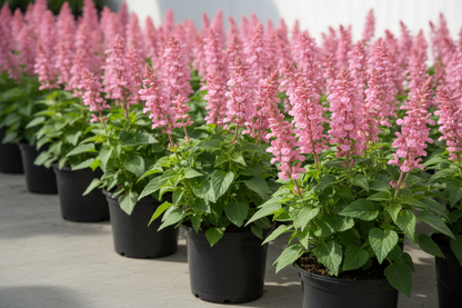Salvia 'rose marvel' young perennial potted plants,