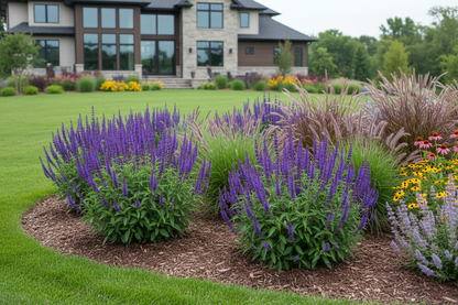 Salvia 'wesuwe' perennial plants, upscale suburban garden