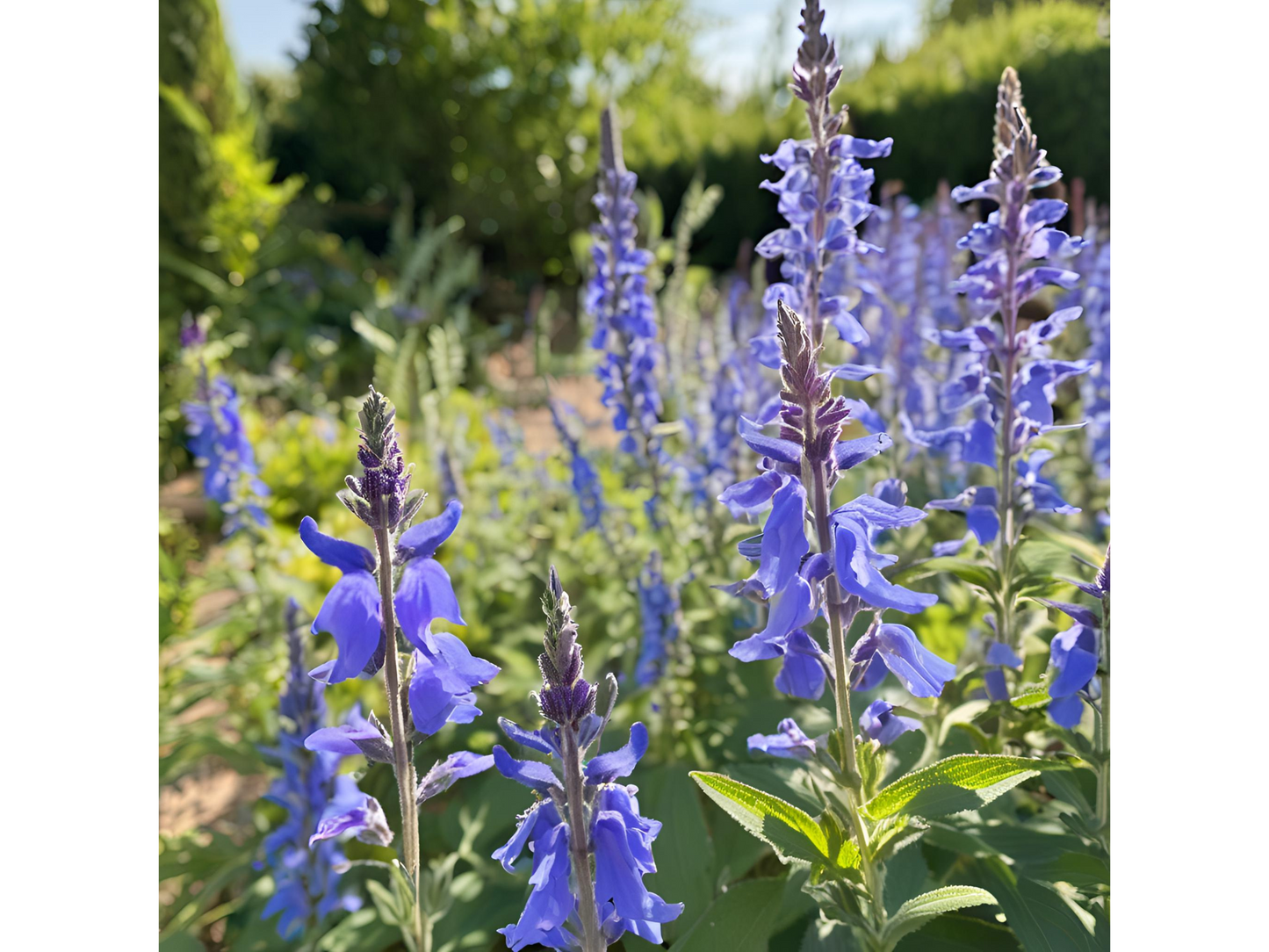 Salvia 'Blue by You'