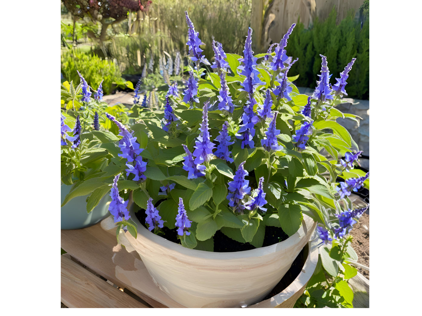 Salvia 'Blue by You'