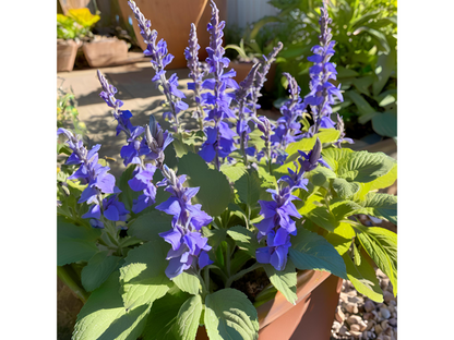 Salvia 'Blue by You'