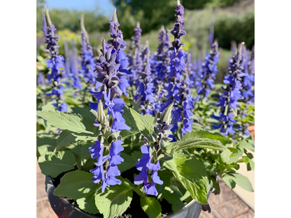 Salvia 'Blue by You'