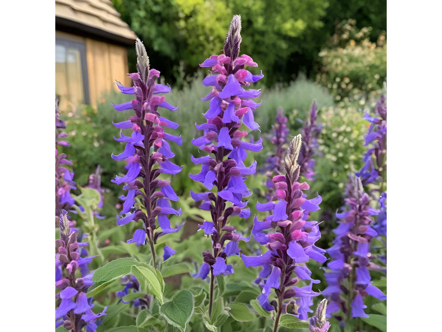 Salvia 'May Night'