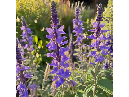 Salvia 'May Night'