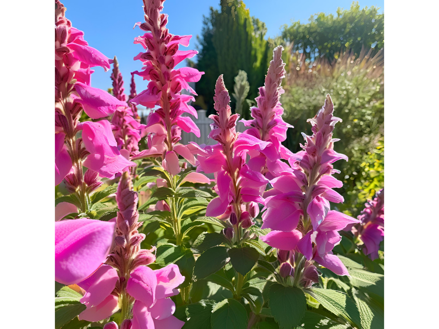 Salvia 'Rose Marvel'