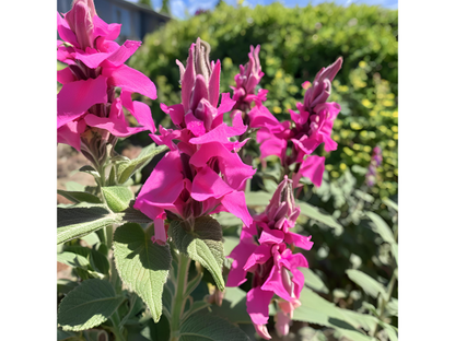 Salvia 'Rose Marvel'