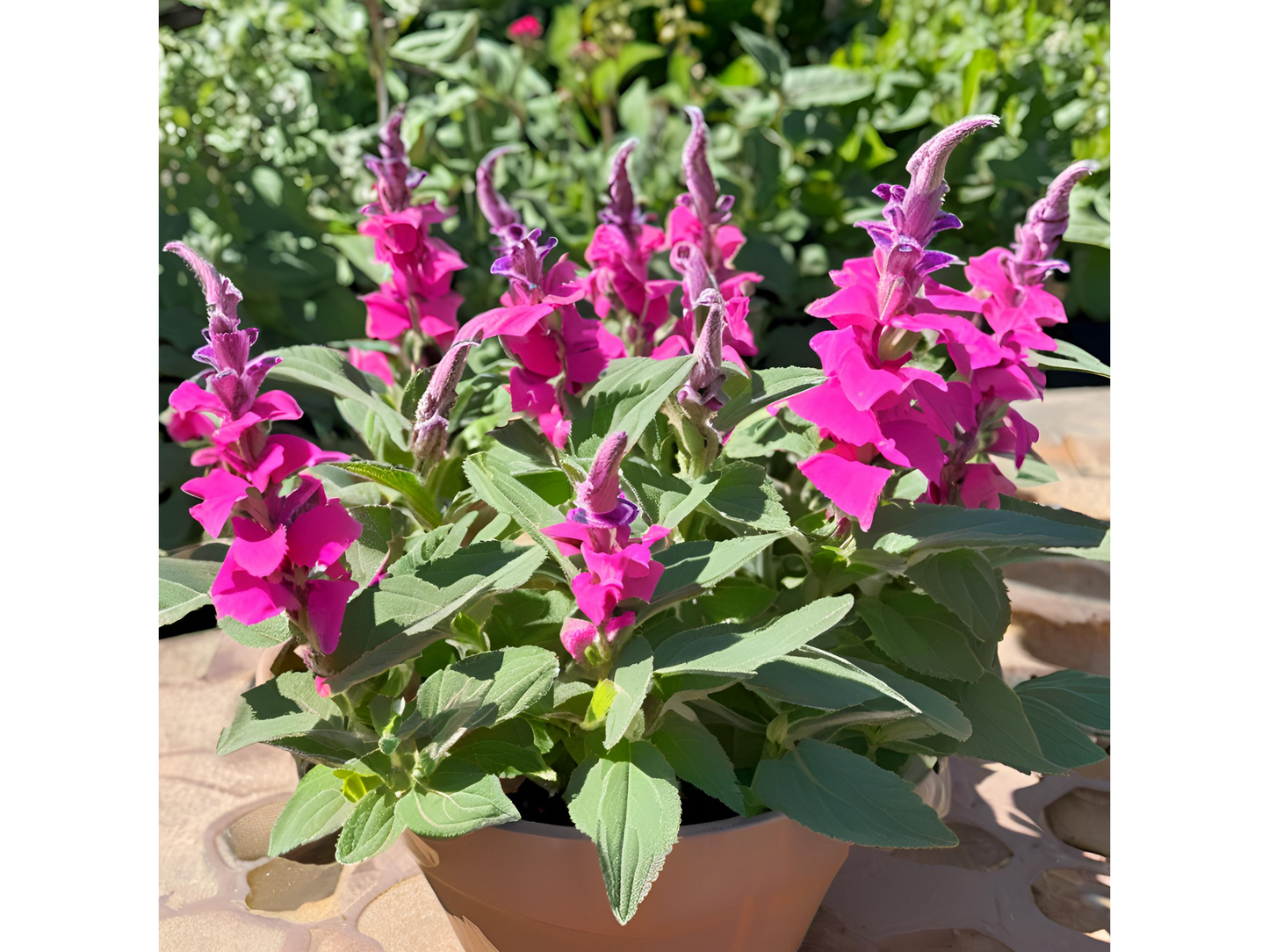 Salvia 'Rose Marvel'