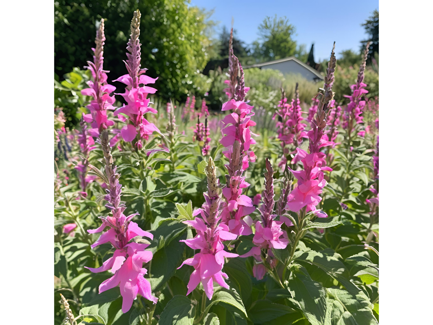 Salvia 'Rose Marvel'