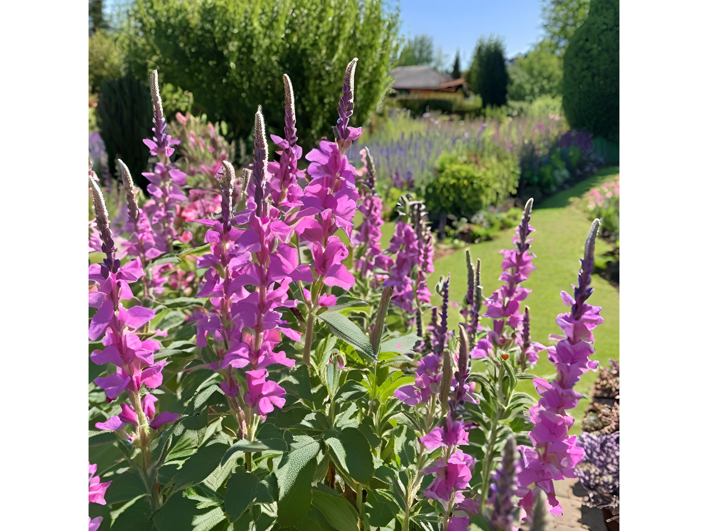 Salvia 'Rose Marvel'