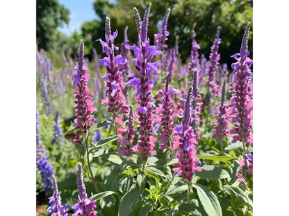 Salvia 'Wesuwe'