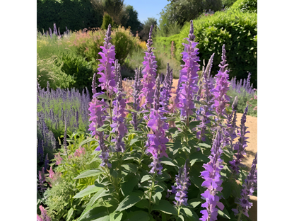 Salvia 'Wesuwe'