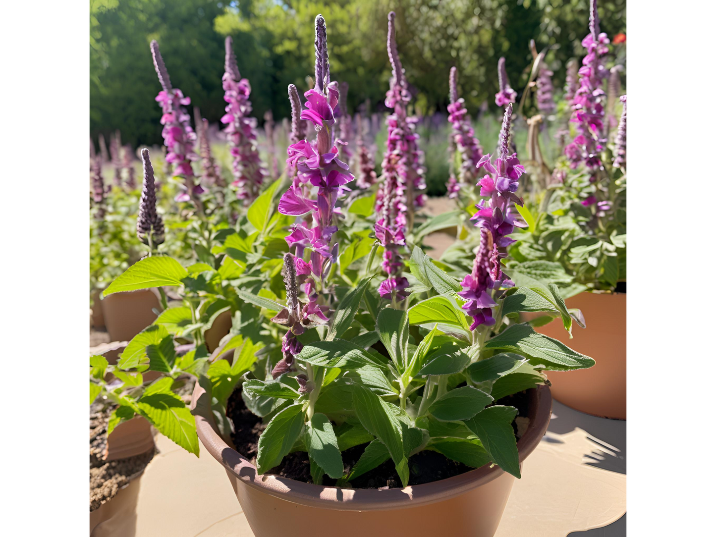 Salvia 'Wesuwe'