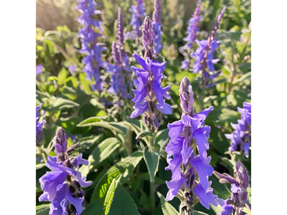 Salvia 'Wesuwe'