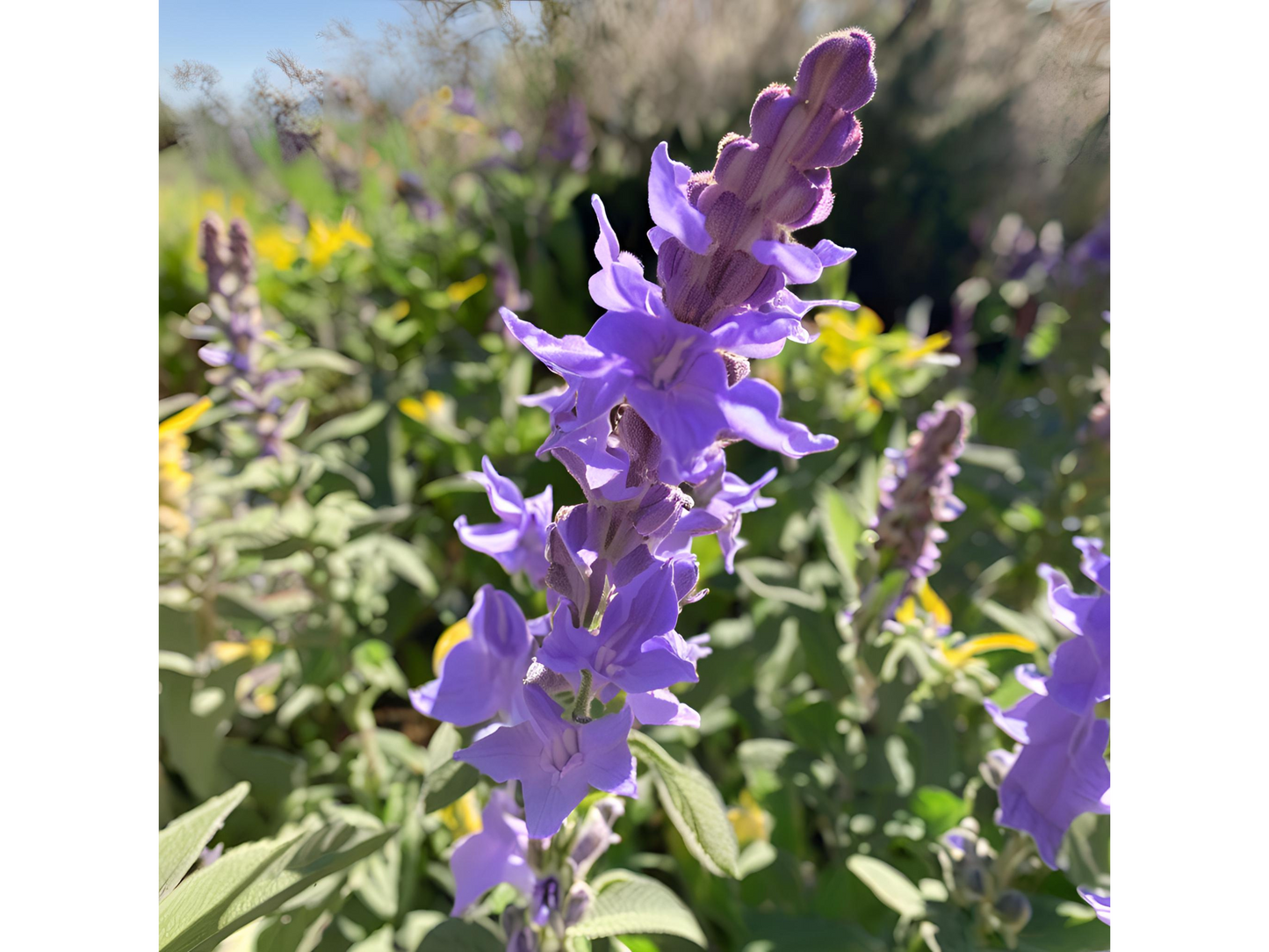 Salvia 'Wesuwe'