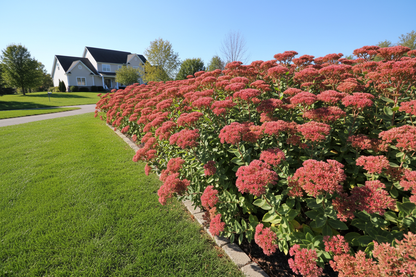 Sedum 'Autumn Fire' Stonecrop perennial plants as a border, sunny suburban setting,