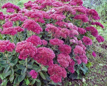 Sedum 'Autumn Fire'