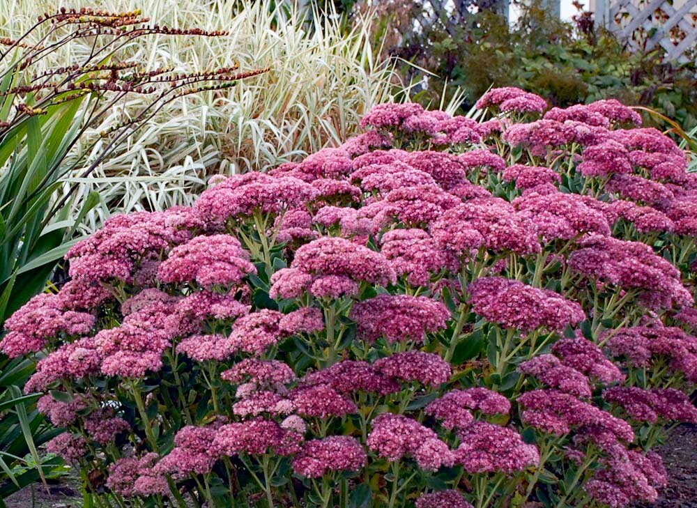 Sedum 'Autumn Fire'