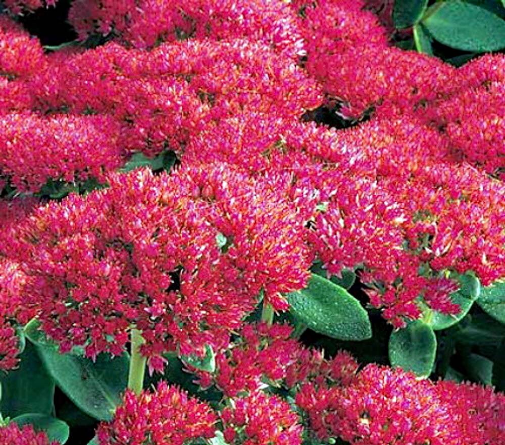 Sedum 'Autumn Fire'