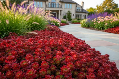 Sedum 'Dragon's Blood'