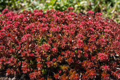Sedum 'Dragon's Blood'