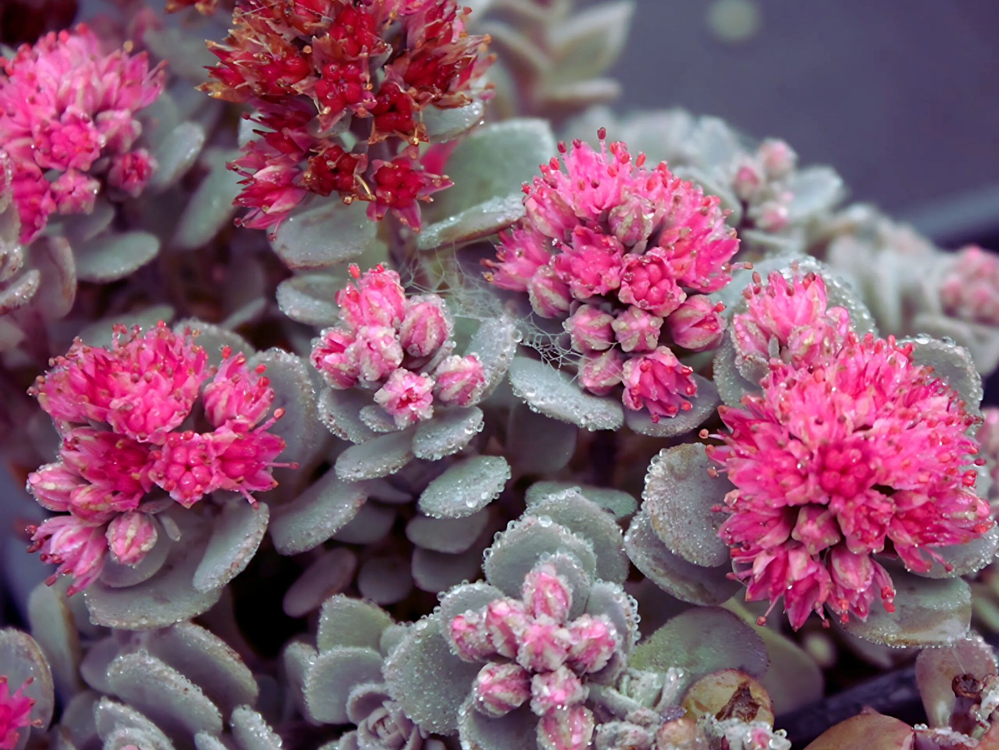 sedum blue elf succulent Sedum 'Blue Elf'