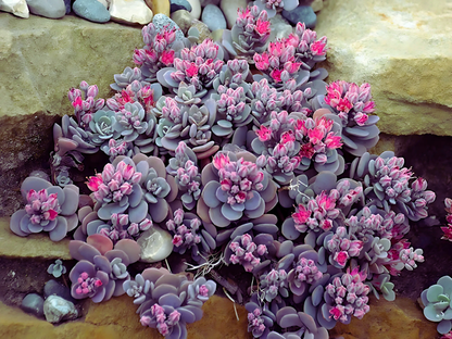 Sedum 'Blue Elf'