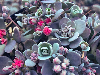 Sedum 'Blue Elf'