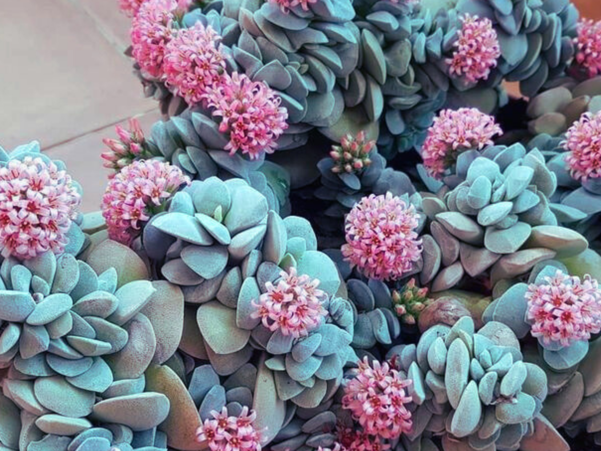 sedum blue elf succulent Sedum 'Blue Elf'