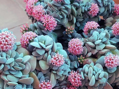 Sedum 'Blue Elf'