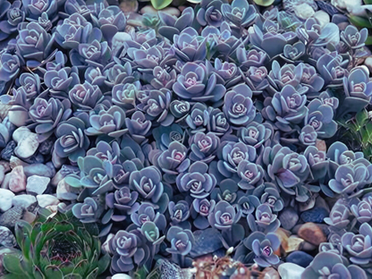 sedum blue elf succulent #1 Sedum SunSparkler Blue Elf