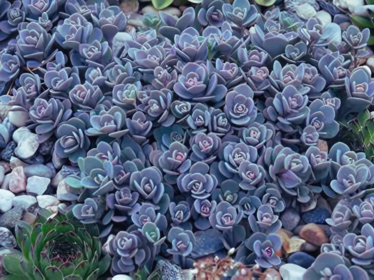 Sedum 'Blue Elf'