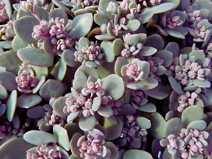 Sedum 'Blue Elf'