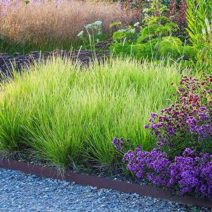 Sesleria autumnalis