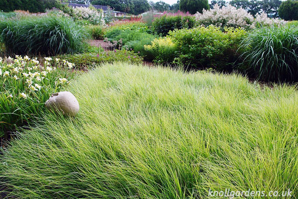 Sesleria autumnalis