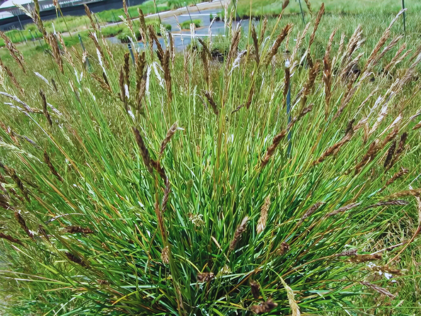 Sesleria 'Greenlee Hybrid'