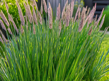 Sesleria 'Greenlee Hybrid'