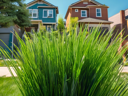 Sesleria 'Greenlee Hybrid'